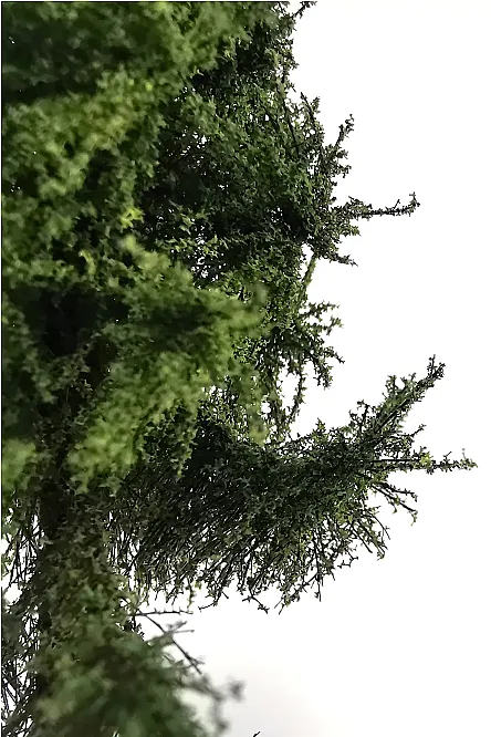 Forest Spruce Tree Model