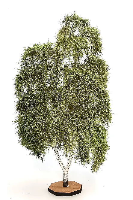 Double Birch Tree Model