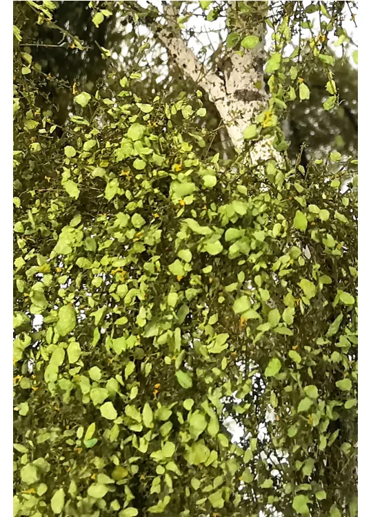 Double Birch Tree Model