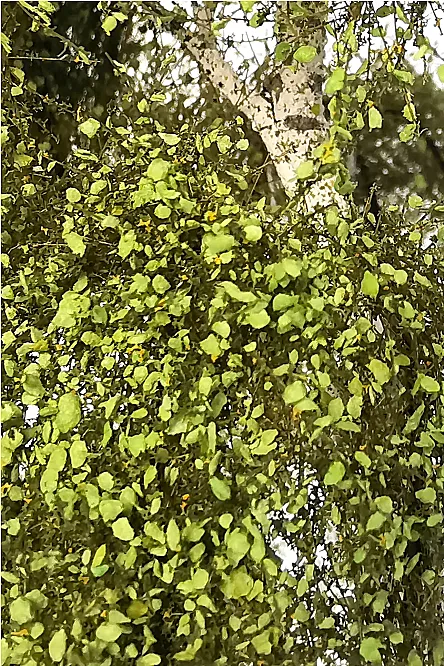 Double Birch Tree Model