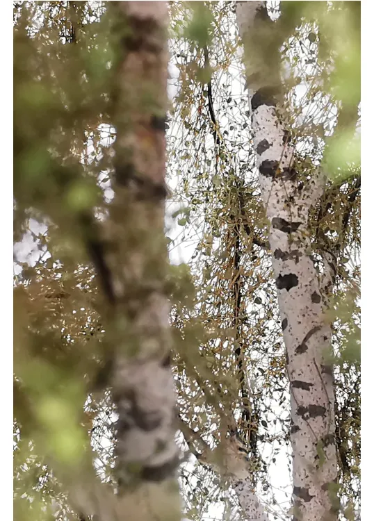 Double Birch Tree Model