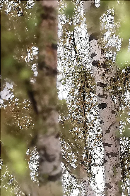 Double Birch Tree Model