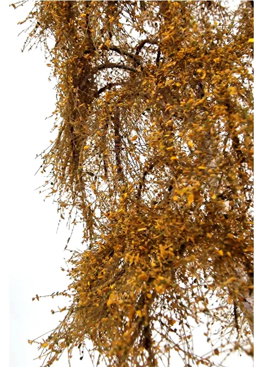 Autumn Double Birch Tree Model