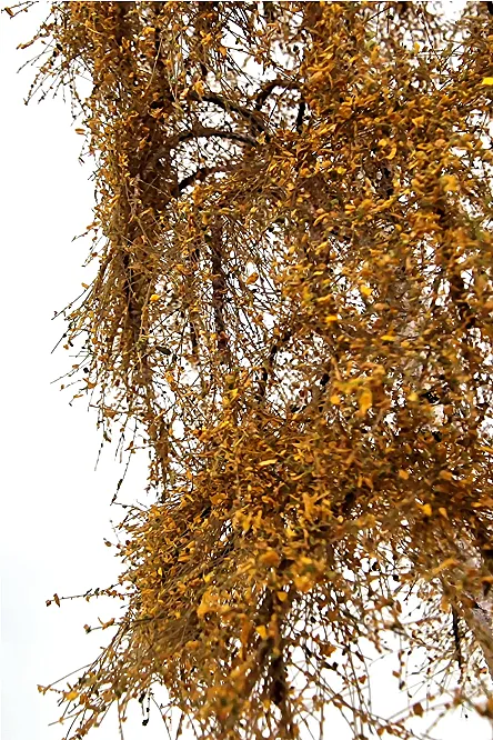 Autumn Double Birch Tree Model