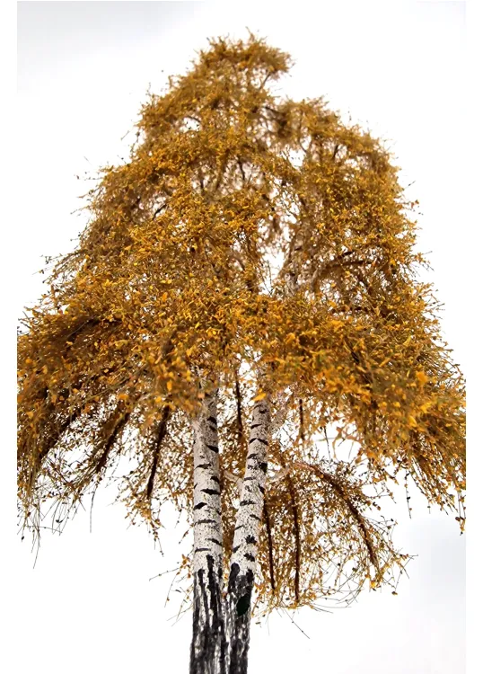 Autumn Double Birch Tree Model
