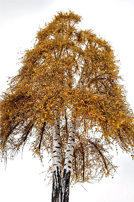Autumn Double Birch Tree Model