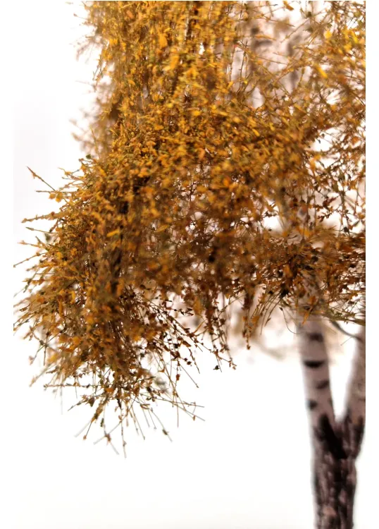Autumn Double Birch Tree Model