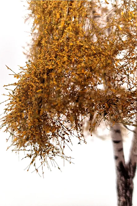 Autumn Double Birch Tree Model