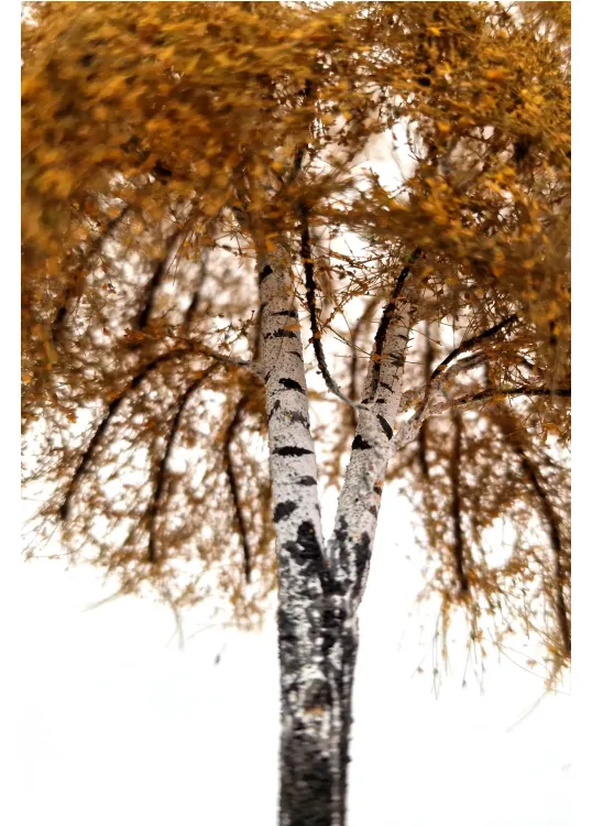 Autumn Double Birch Tree Model