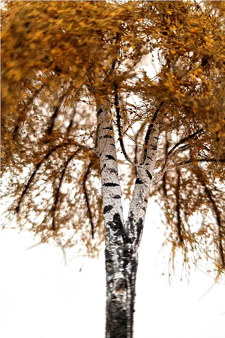 Autumn Double Birch Tree Model