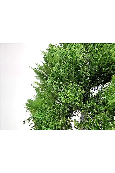 Maple Tree Model