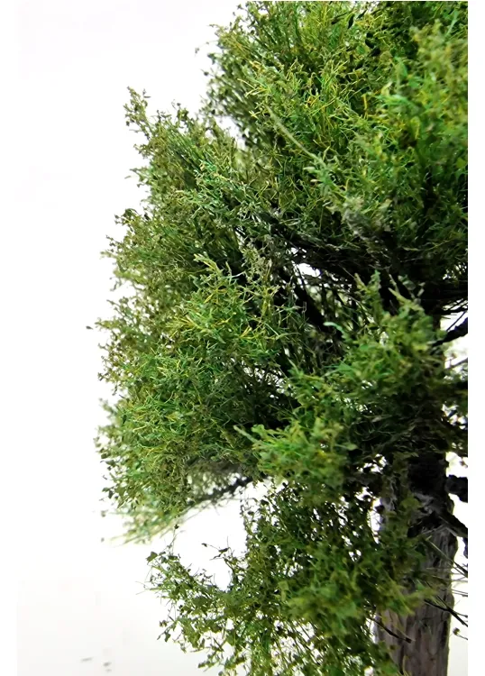 Maple Tree Model
