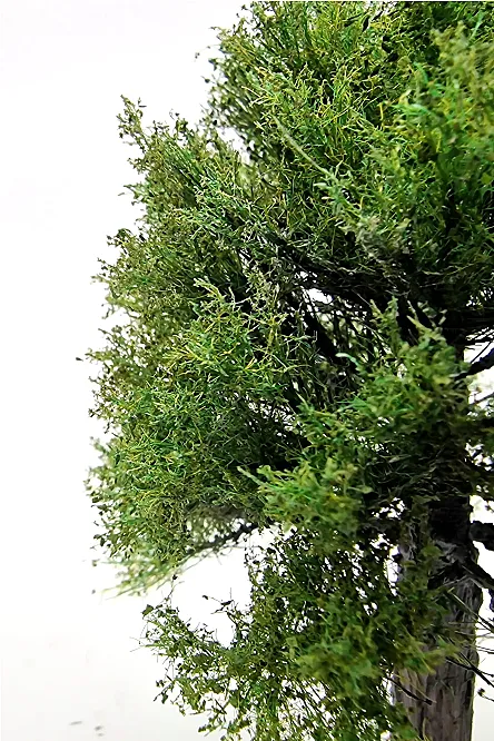 Maple Tree Model