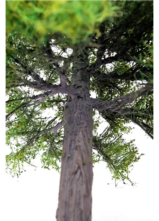 Maple Tree Model