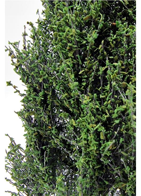 Poplar Tree Model