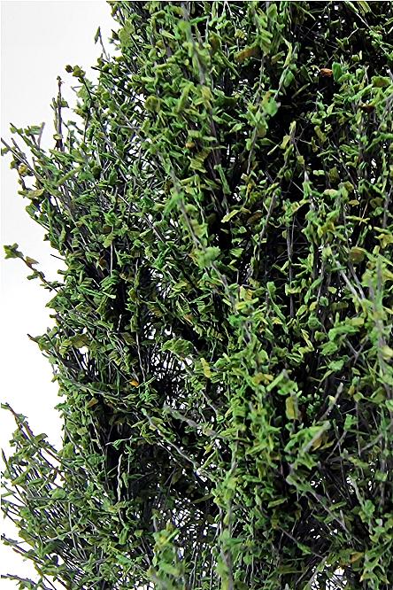 Poplar Tree Model
