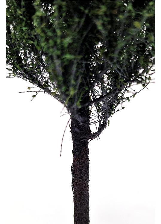 Poplar Tree Model