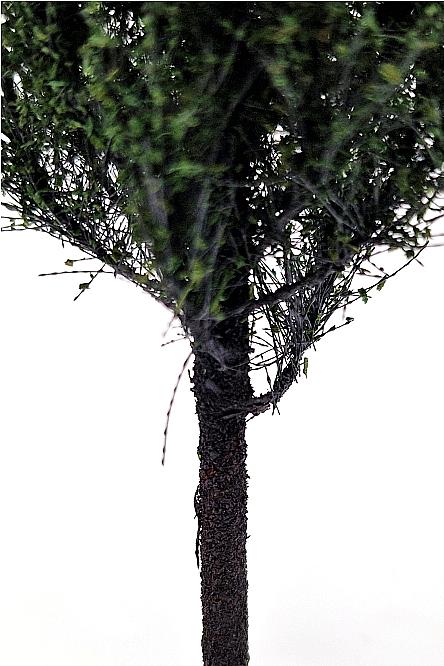 Poplar Tree Model