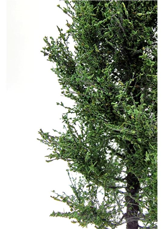 Poplar Tree Model 