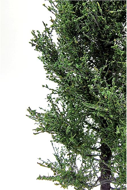 Poplar Tree Model 