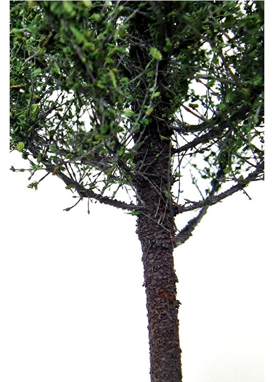 Poplar Tree Model 