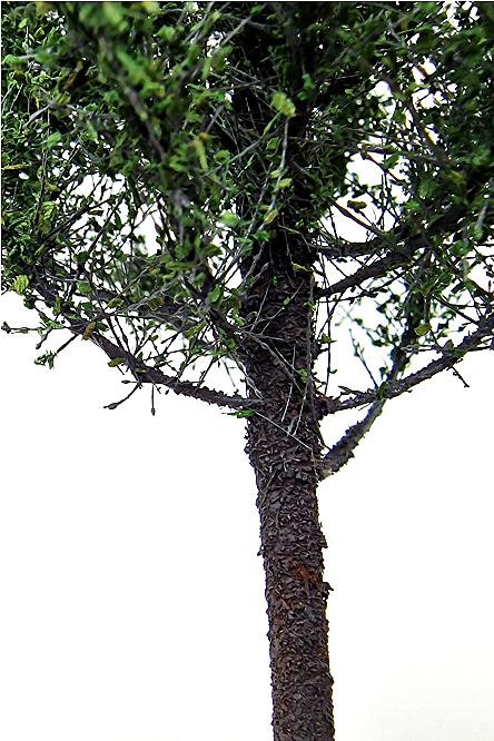 Poplar Tree Model 