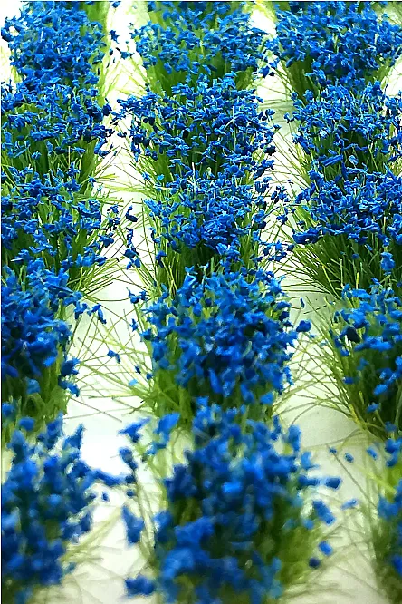 Model Flowers - Blue