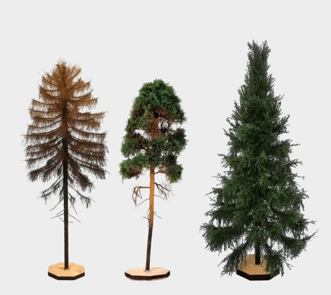 Conifers
